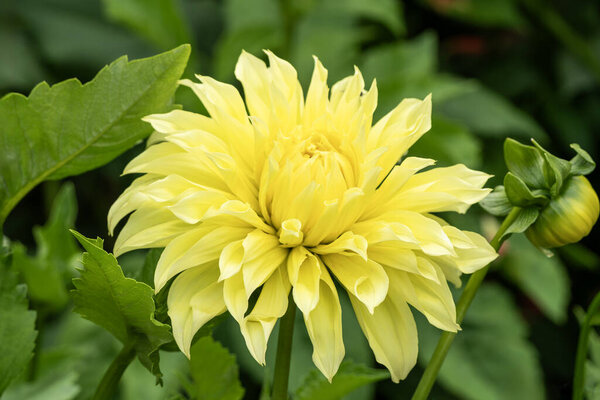 Dahlia 'Kelvin Floodlight' a summer autumn fall flowering tuber plant with a yellow summertime flower commonly known as gardening stock photo image, stock photo image