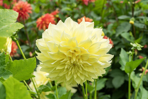 Dahlia 'Kelvin Floodlight' a summer autumn fall flowering tuber plant with a yellow summertime flower, gardening stock photo image