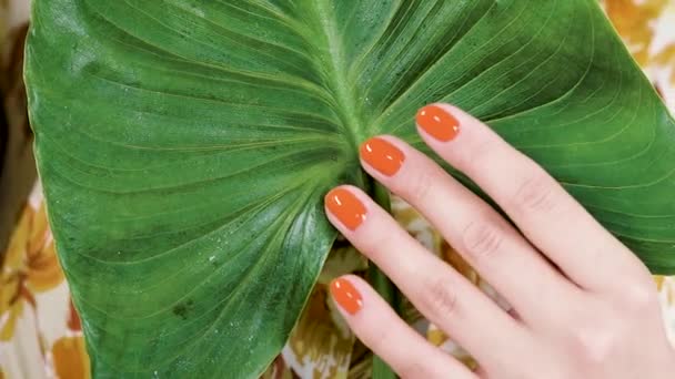 La mano de una joven de piel blanca con una hermosa manicura brillante pasa en una gran hoja tropical verde. sin cara — Vídeos de Stock