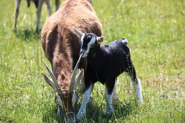 ブラウンヤギとともに彼女の黒子オンザ草原 — ストック写真
