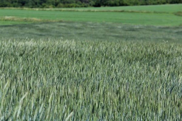 Un campo di grano verde come primo piano — Foto Stock