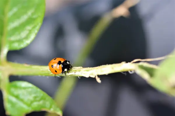 Joaninha como um close-up em uma planta verde — Fotografia de Stock