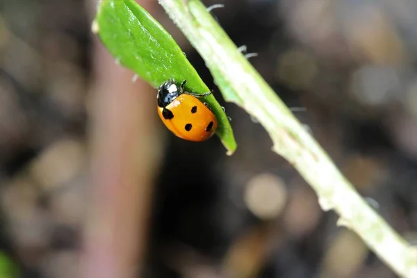 Joaninha como um close-up em uma planta verde — Fotografia de Stock