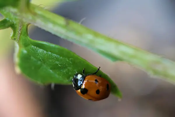 Joaninha como um close-up em uma folha verde — Fotografia de Stock