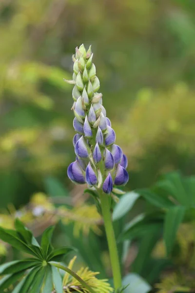 Uma flor de tremoço azul com fundo verde — Fotografia de Stock