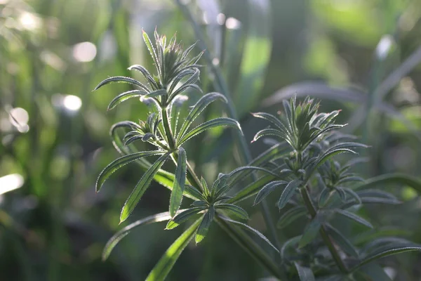 Lopuch bylina nebo galium aparine - čeledi rostlin gentianales — Stock fotografie
