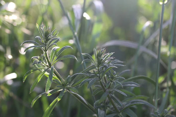 Burdock herb or galium aparine - plant family gentianales — Stock Photo, Image