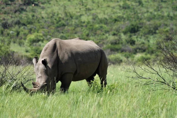 A white rhino in the african bush — Stock Photo, Image