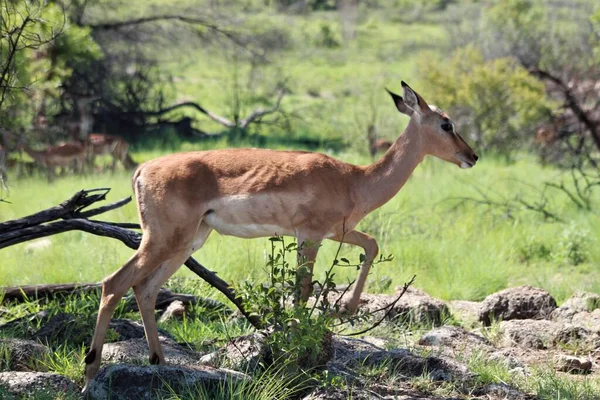 Impala Africkém Keři Před Stromy Thenovými Keři — Stock fotografie