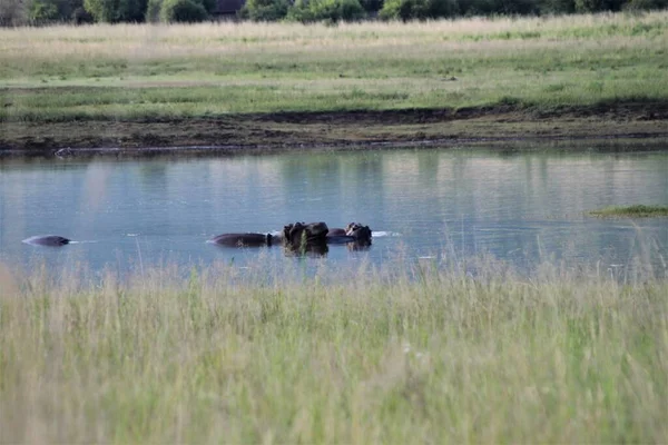 Algunos Hipopótamos Están Tumbados Agua Descansando — Foto de Stock