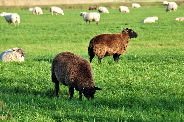 Two black sheep between several white ones