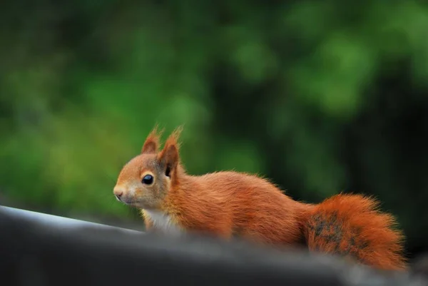 Kahverengi bir sincap siyah bir çatının üzerinden geçiyor.