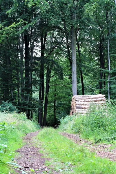 Природний шлях в лісі з травою на медіані і стопці з дерева з одного боку — стокове фото