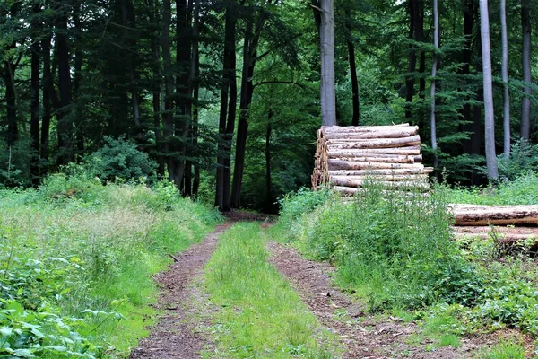 Sentiero naturale nella foresta con erba sulla mediana e pila di legno da un lato — Foto Stock