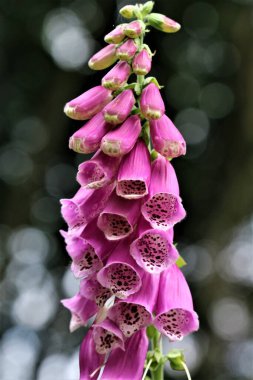 Ormanda pembe bir yüksük kuşunun yakın çekimi.