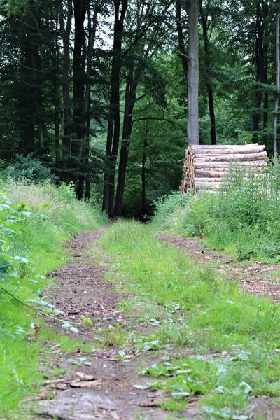 Sentiero forestale con erba sulla mediana e catasta di legna da un lato — Foto Stock