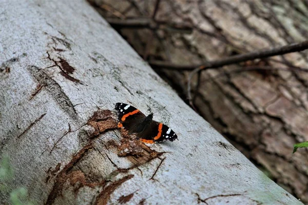 Una mariposa almirante en un tronco de abedul — Foto de Stock