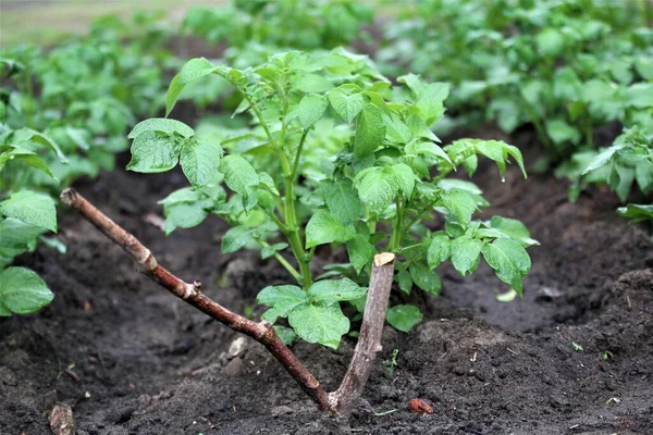 Φυτό πατάτας σε μαύρο χώμα στον κήπο — Φωτογραφία Αρχείου
