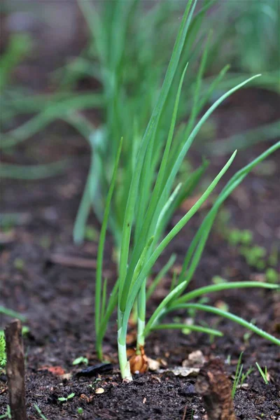 Cebolas crescem fora no remendo vegetal — Fotografia de Stock