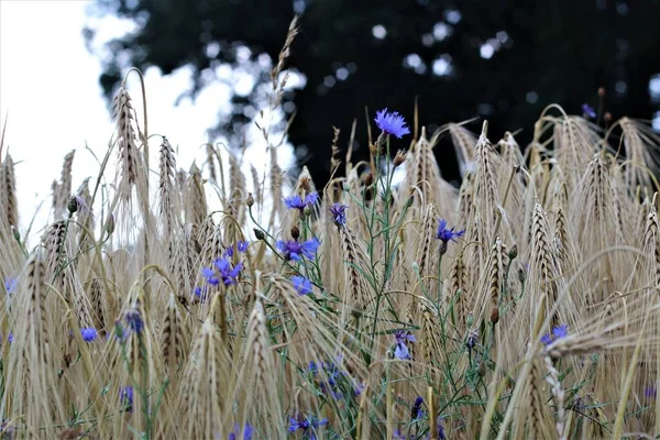 Blue cornflowers between ripe cereals in the field — Stock Photo, Image