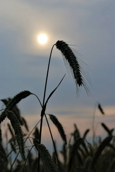Ear of rye in front of evening sky with sun — Stock Photo, Image