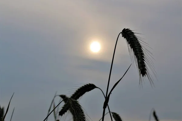 Orelha de centeio na frente do céu à noite com sol — Fotografia de Stock