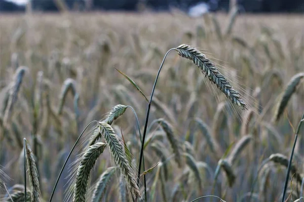 Close-up of a grain field with rye — Stock Photo, Image