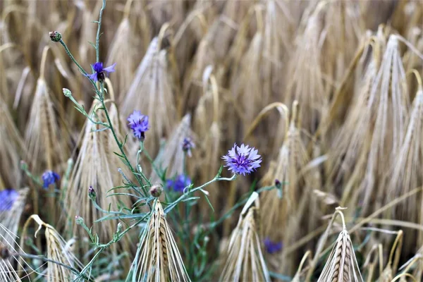 Blue cornflowers between ripe cereals in the field — Stock Photo, Image