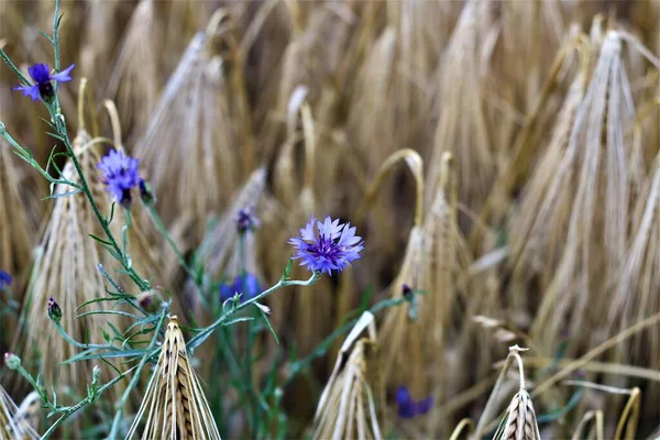 Flores de milho azuis entre cereais maduros no campo — Fotografia de Stock