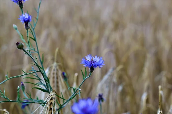 Blue cornflowers between ripe cereals in the field — Stock Photo, Image