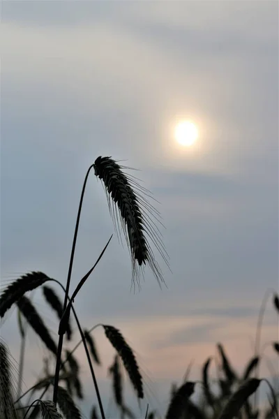 Orelha de centeio na frente do céu à noite com sol — Fotografia de Stock