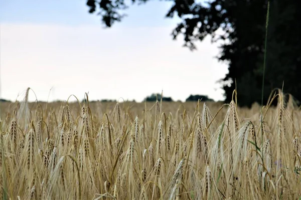 Barley in the field with trees on the right side — Stock Photo, Image