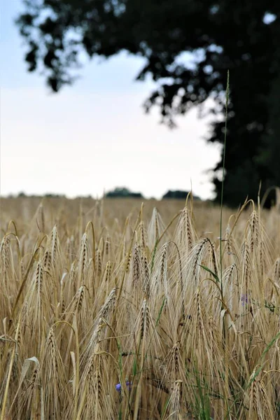 Barley in the field with trees on the right side — Stock Photo, Image