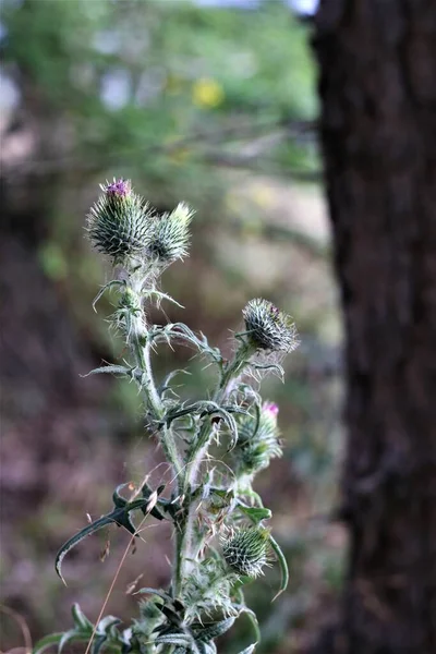 Cirsium vulgare - обыкновенный чертополох в лесу с размытым фоном — стоковое фото