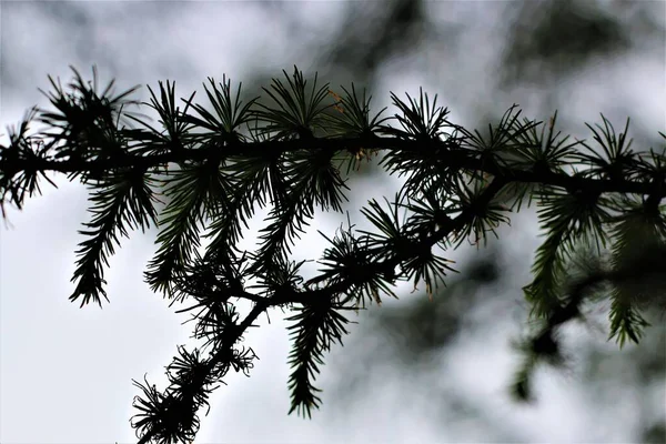 Agujas de abeto en la rama como un primer plano en la luz de fondo —  Fotos de Stock