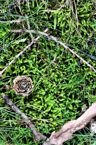 Muschio con pigna sul pavimento della foresta — Foto Stock