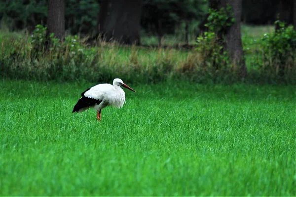 A white storck on a mown pasture — Stock Photo, Image