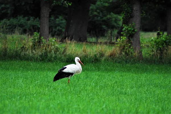 Una cigüeña blanca en un pasto segado — Foto de Stock