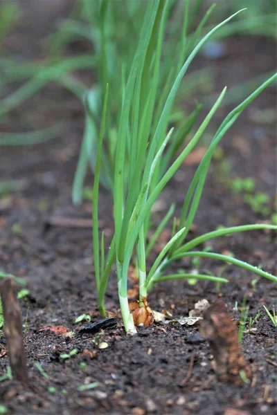 Las cebollas crecen afuera en el huerto —  Fotos de Stock