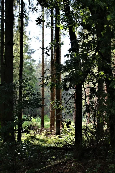 Деякі високі голі сосни в лісі і листя на передньому плані — стокове фото