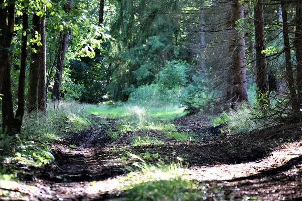 Sentiero naturale nella foresta con erba sulla mediana — Foto Stock