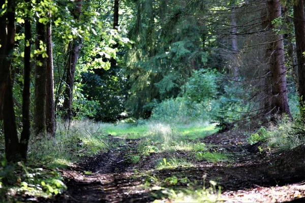 Sentiero naturale nel bosco con erba sul mediano e alberi sul lato sinistro — Foto Stock
