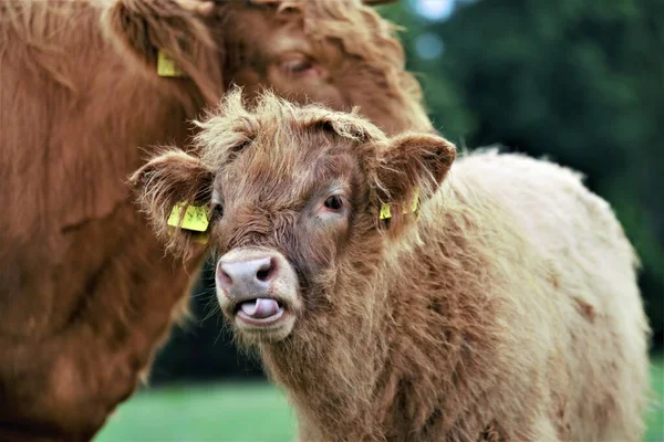Галлоуэй-теленок лижет свой нос языком — стоковое фото