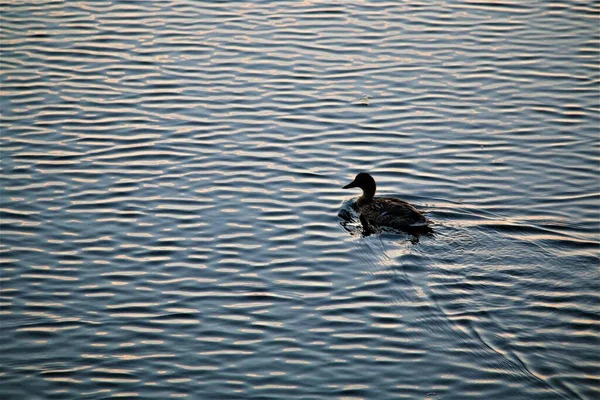 A duck during sunset swimming on a lake — Stock Photo, Image