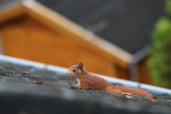 A brown squirrel runs over a black roof