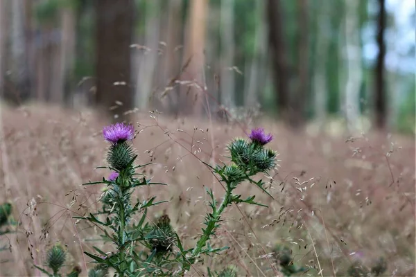 Cirsium vulgare - два общих чертополоха в лесу с сухой травой на заднем плане — стоковое фото