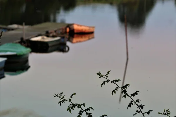 Spina vitigno in primo piano con barche a remi offuscata come sfondo — Foto Stock