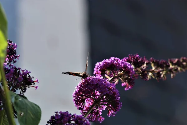 Nymphalidae, Amiral Vanessa atalanta papillon sur un lilas — Photo