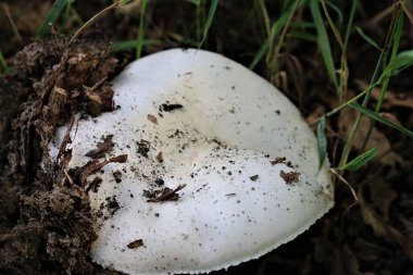 Topraktan yeni çıkmış beyaz mantar.