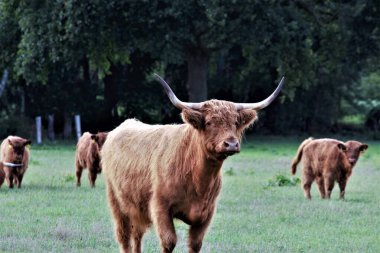 Yeşil otlakta bir Galloway ineği